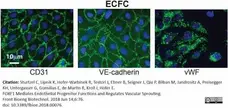 Anti Human von Willebrand Factor Antibody gallery image 8