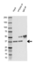 Anti VPS26A Antibody (PrecisionAb Polyclonal Antibody) thumbnail image 2