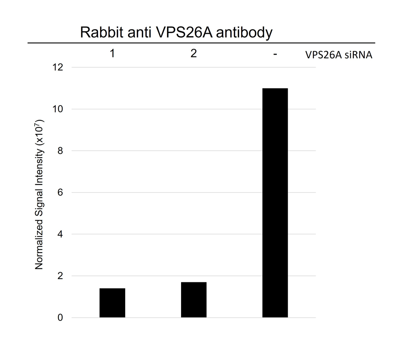 Anti VPS26A Antibody (PrecisionAb Polyclonal Antibody) gallery image 4