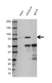 Anti VPS35 Antibody (PrecisionAb Polyclonal Antibody) thumbnail image 2