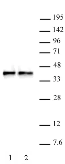 Anti Human WDR5 Antibody gallery image 1