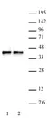 Anti Human WDR5 Antibody thumbnail image 1