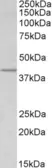 Anti WNT-3 Antibody thumbnail image 1