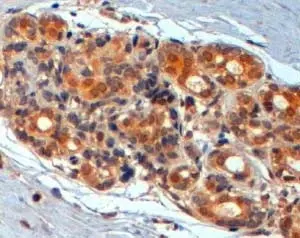 Anti WNT-3 Antibody gallery image 2