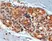 Anti WNT-3 Antibody thumbnail image 2