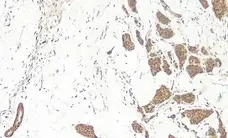 Anti Human WNT-3a Antibody gallery image 1