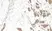 Anti Human WNT-3a Antibody thumbnail image 1