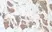 Anti Human WNT-3a Antibody thumbnail image 2