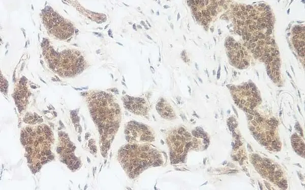 Anti Human WNT-3a Antibody gallery image 2