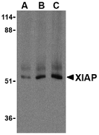 Anti XIAP (C-Terminal) Antibody gallery image 2