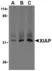 Anti XIAP (C-Terminal) Antibody thumbnail image 2