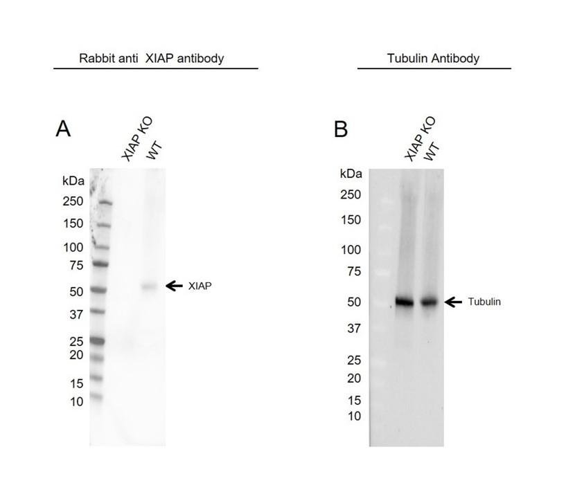 Anti XIAP Antibody (PrecisionAb Polyclonal Antibody) gallery image 2
