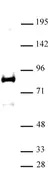 Anti Human XRCC1 Antibody thumbnail image 1