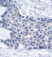 Anti ZAP 70 (pTyr493) Antibody thumbnail image 2