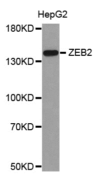 Anti ZEB2 Antibody gallery image 1
