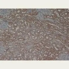 Anti Laminin Antibody gallery image 1