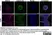 Anti Laminin Antibody thumbnail image 2