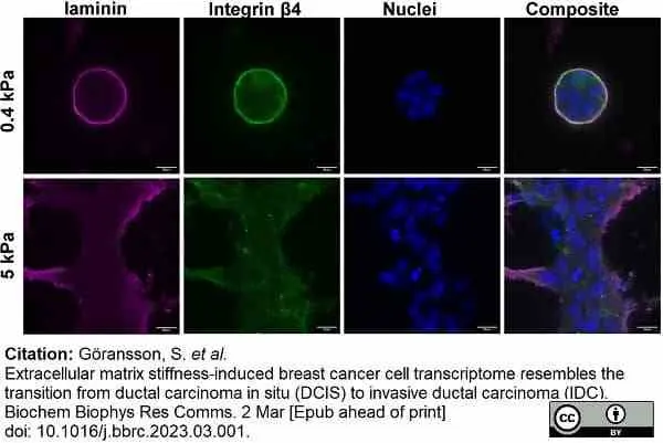 Anti Laminin Antibody gallery image 2
