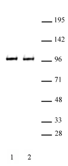 Anti Mouse BRD3 Antibody gallery image 1