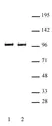 Anti Mouse BRD3 Antibody thumbnail image 1