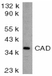 Anti Mouse CAD (aa205-222) Antibody thumbnail image 1