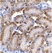 Anti Mouse CAD (aa205-222) Antibody thumbnail image 2