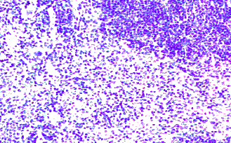 Anti Mouse CD197 Antibody gallery image 1