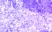 Anti Mouse CD197 Antibody thumbnail image 1