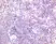 Anti Mouse CD197 Antibody thumbnail image 2