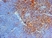 Anti Mouse CD289 (N-Terminal) Antibody thumbnail image 1