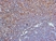 Anti Mouse CD289 (N-Terminal) Antibody thumbnail image 2