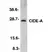 Anti Mouse CIDE-A (aa200-214) Antibody thumbnail image 1