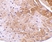 Anti Mouse CIDE-A (aa200-214) Antibody thumbnail image 2