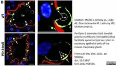 Anti Mouse CIDE-A (aa200-214) Antibody gallery image 3