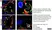 Anti Mouse CIDE-A (aa200-214) Antibody thumbnail image 3