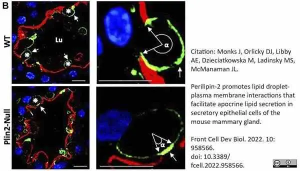 Anti Mouse CIDE-A (aa200-214) Antibody gallery image 3