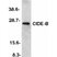 Anti Mouse CIDE-B (aa204-219) Antibody thumbnail image 1