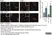 Anti Mouse Collagen I Antibody thumbnail image 1