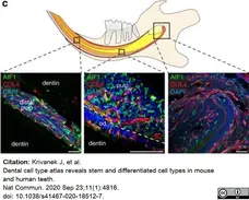 Anti Mouse Collagen IV Antibody gallery image 12