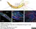 Anti Mouse Collagen IV Antibody thumbnail image 12