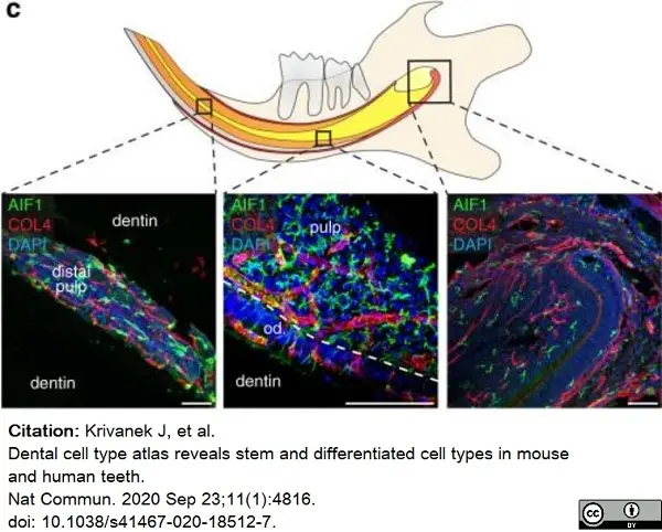 Anti Mouse Collagen IV Antibody gallery image 12