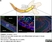 Anti Mouse Collagen IV Antibody thumbnail image 13