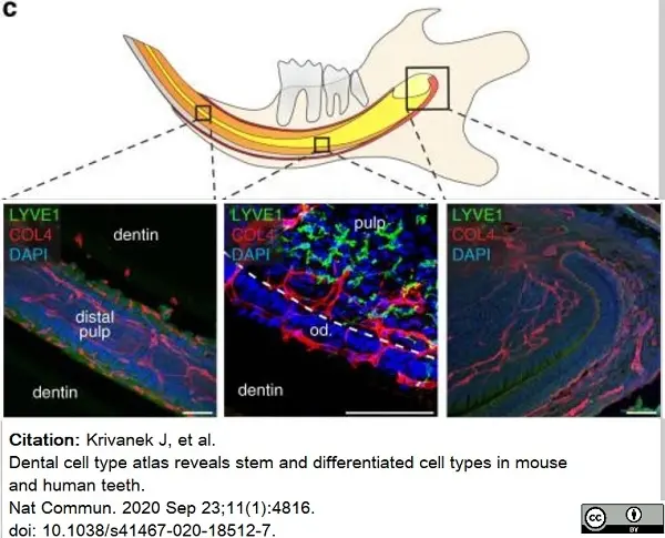 Anti Mouse Collagen IV Antibody gallery image 13