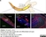 Anti Mouse Collagen IV Antibody thumbnail image 14