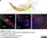 Anti Mouse Collagen IV Antibody thumbnail image 14