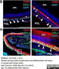 Anti Mouse Collagen IV Antibody gallery image 15