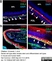 Anti Mouse Collagen IV Antibody thumbnail image 15