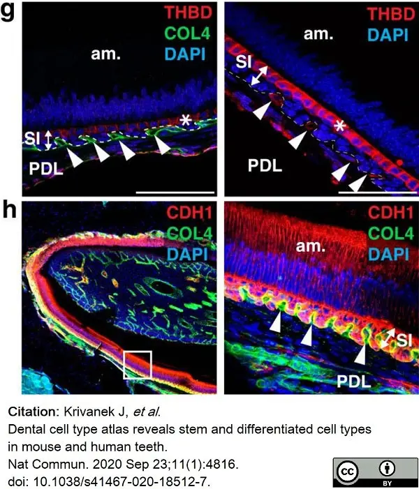 Anti Mouse Collagen IV Antibody gallery image 15