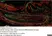 Anti Mouse Collagen IV Antibody thumbnail image 16