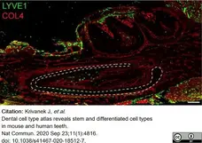 Anti Mouse Collagen IV Antibody gallery image 17